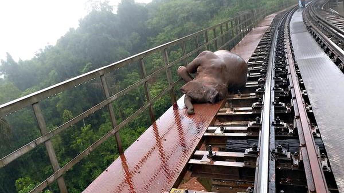 Two elephant calves hit by train die - The Hindu