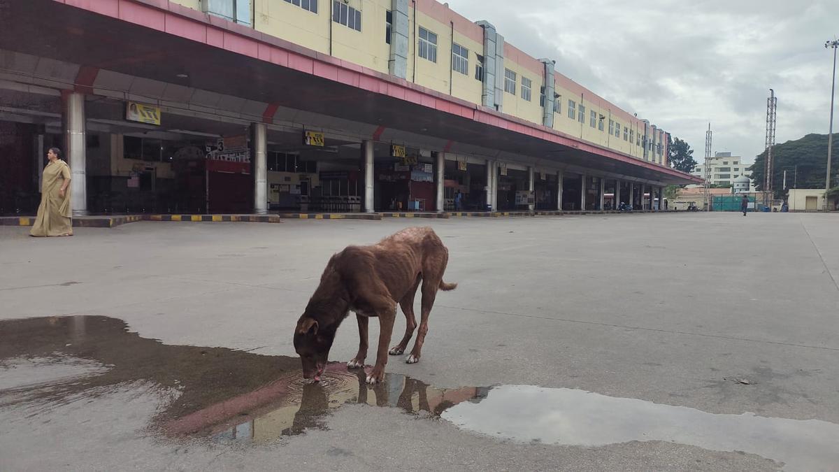 Karnataka bandh live updates | Normal life, transport services disrupted in the State