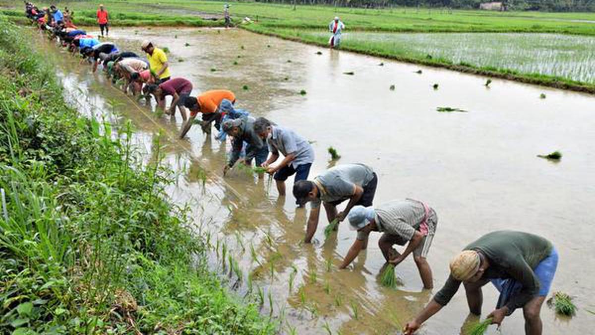 Paddy growers in Udupi face dearth of MO–4 paddy variety seeds, says MLA Yashpal Suvarna