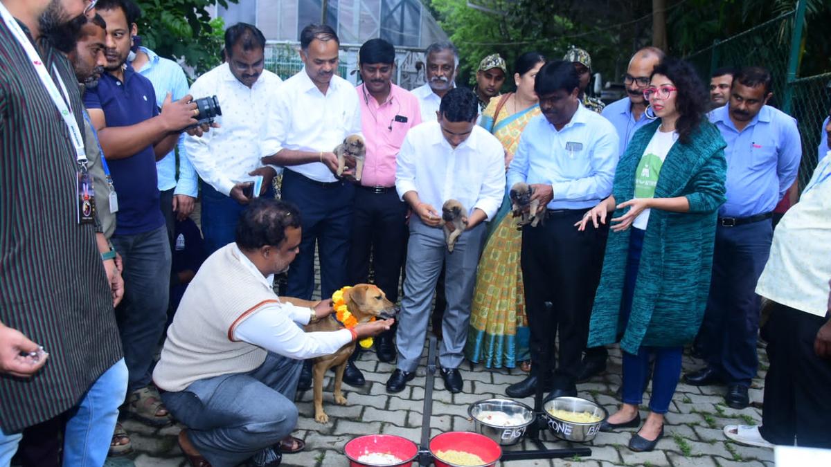 BBMP launches pilot project to feed stray dogs in Bengaluru 