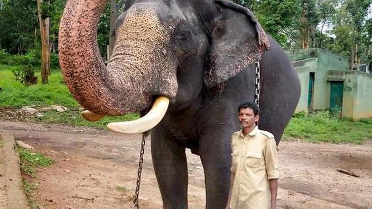 14 jumbos chosen for Dasara tasks