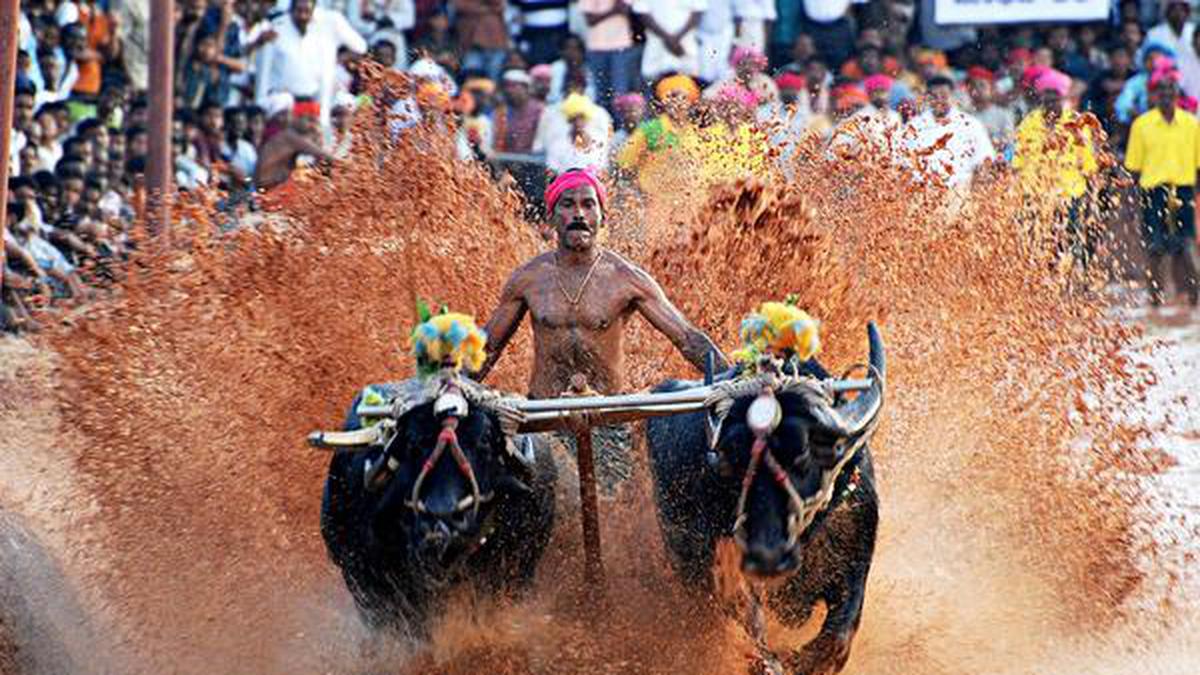Karnataka amends law to allow kambala - The Hindu