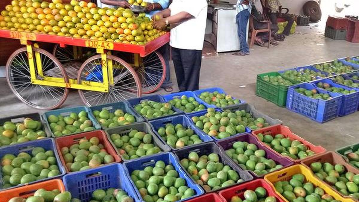 100day Mysuru mango mela in the offing The Hindu