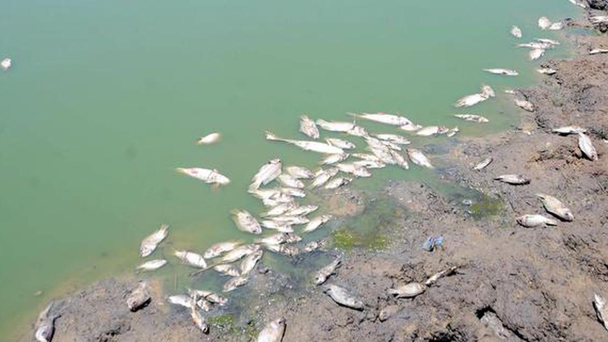 Fish Found Dead In Tank In Shivamogga - The Hindu