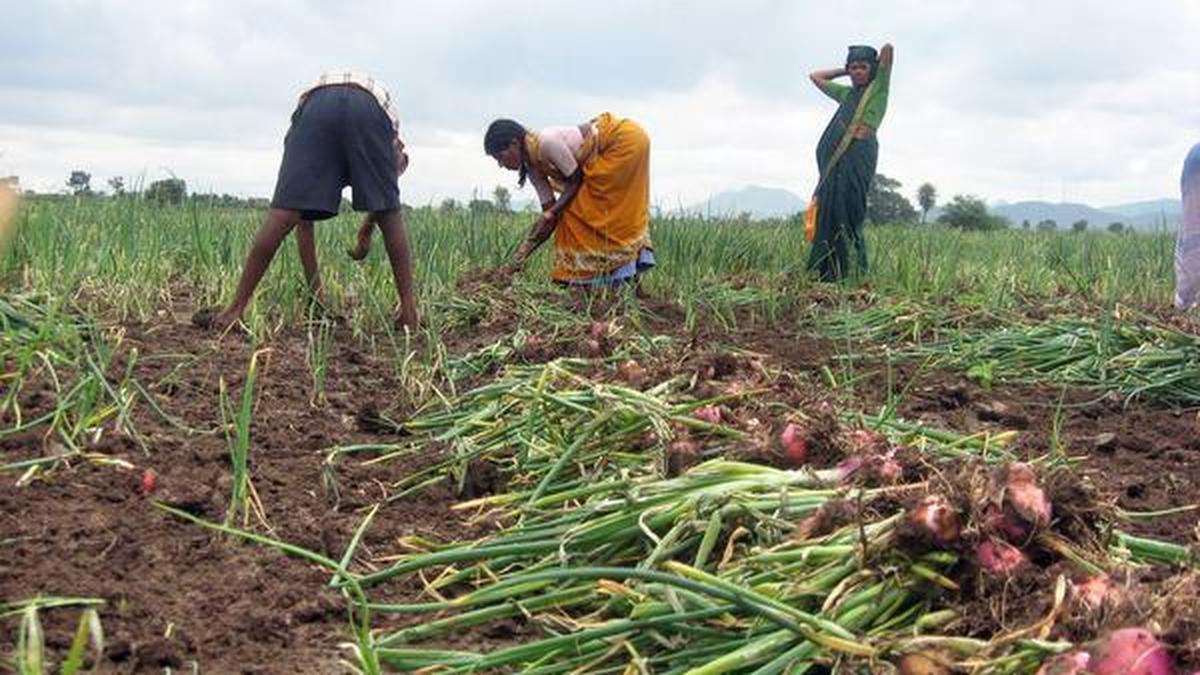 Farmers reluctant to take up onion cultivation in Vijayapura The Hindu