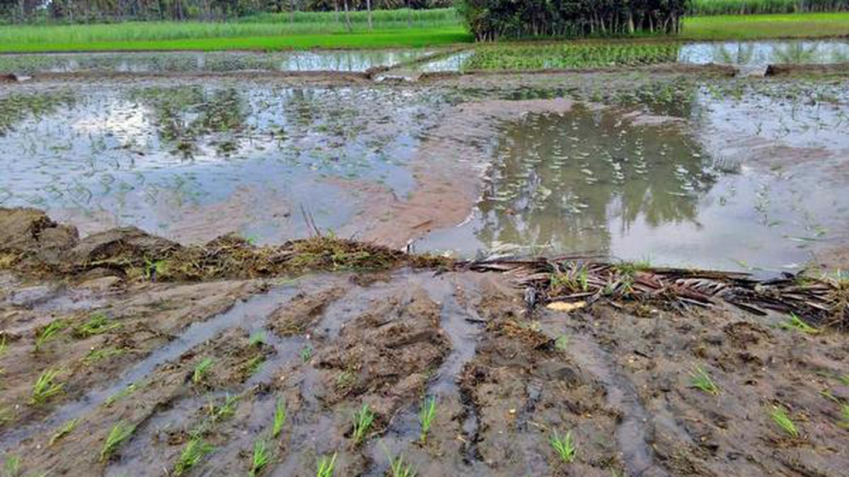 Crops Damaged As Visvesvaraya Canal Breaches - The Hindu