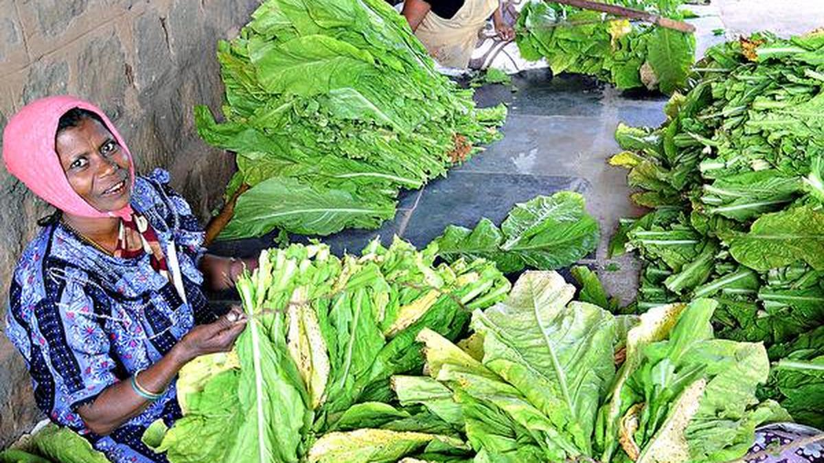 GST Tobacco growers’ federation accuses Centre of discrimination The