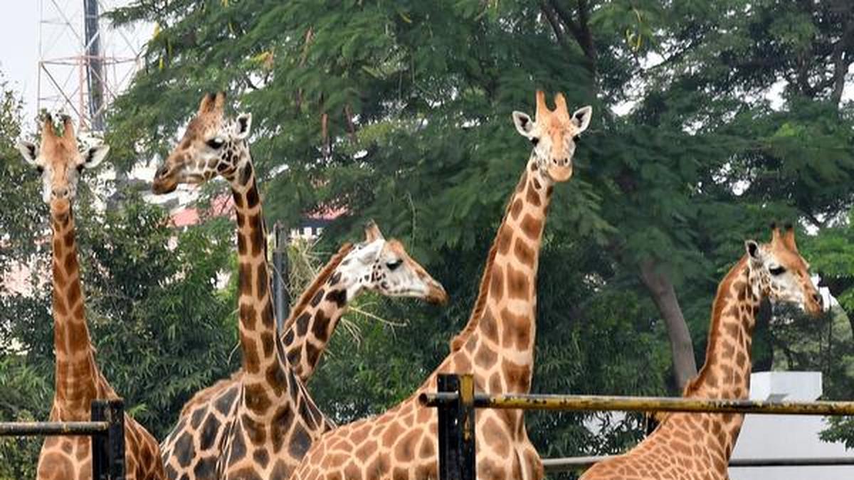 Zoo directors’ meet opens up animal exchange prospects The Hindu