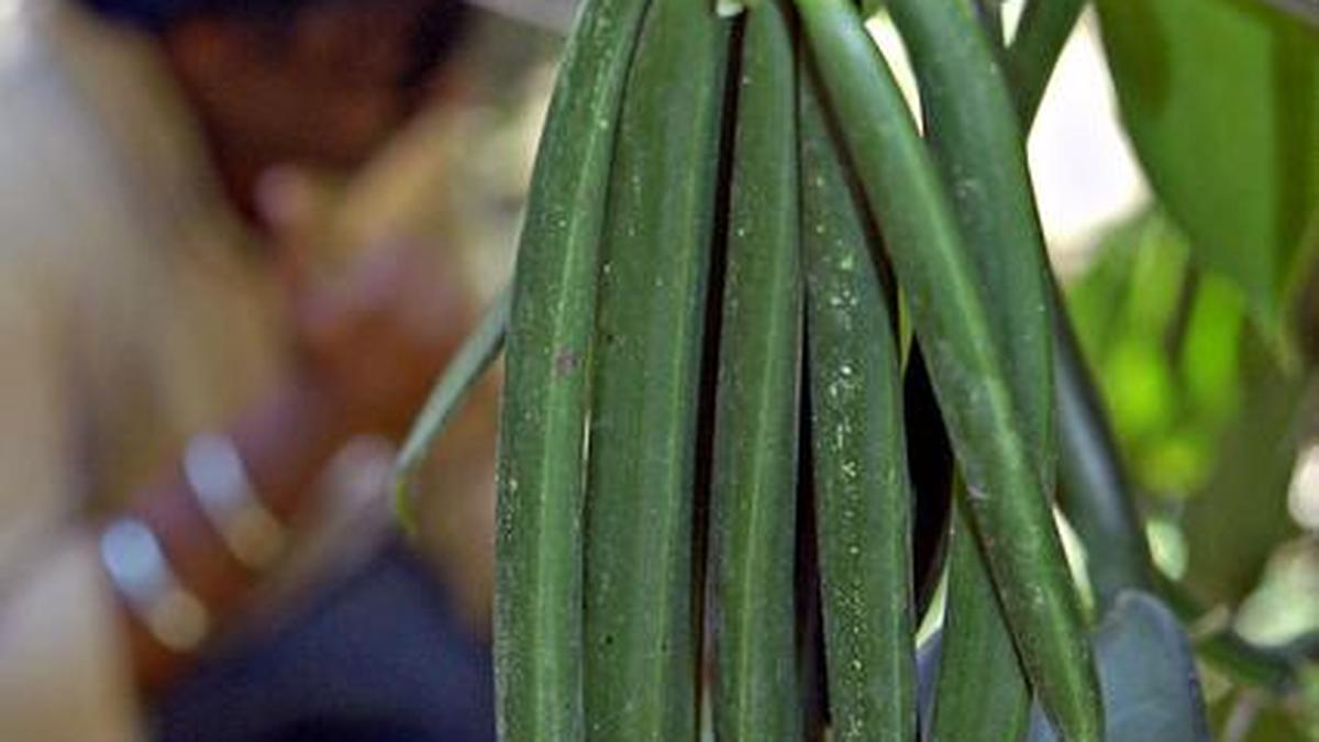Farmers unable to reap benefits of rise in vanilla prices The Hindu