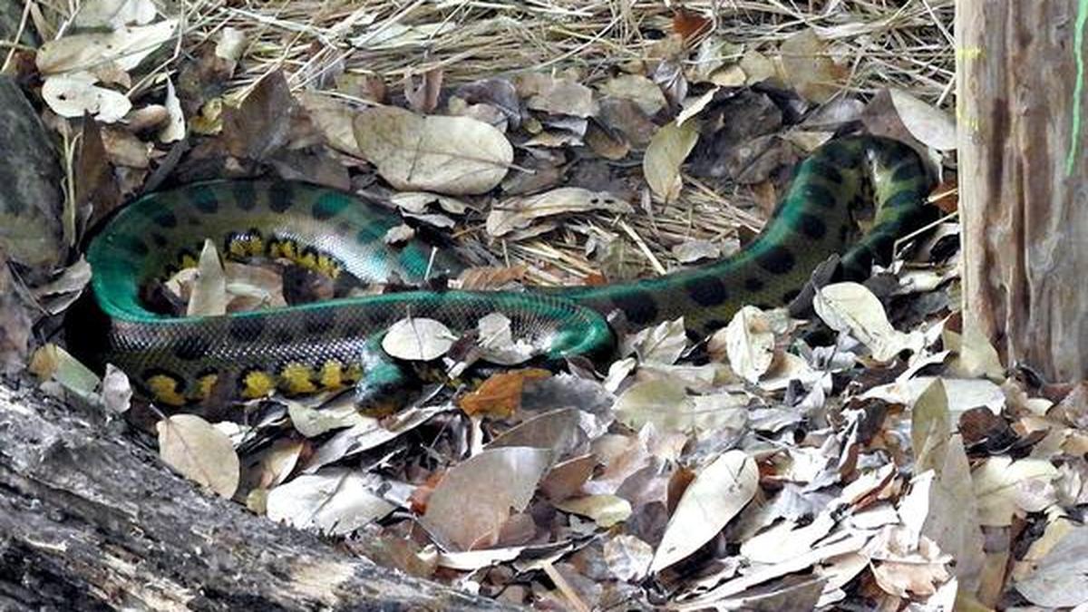 Anacondas settle into a new home The Hindu