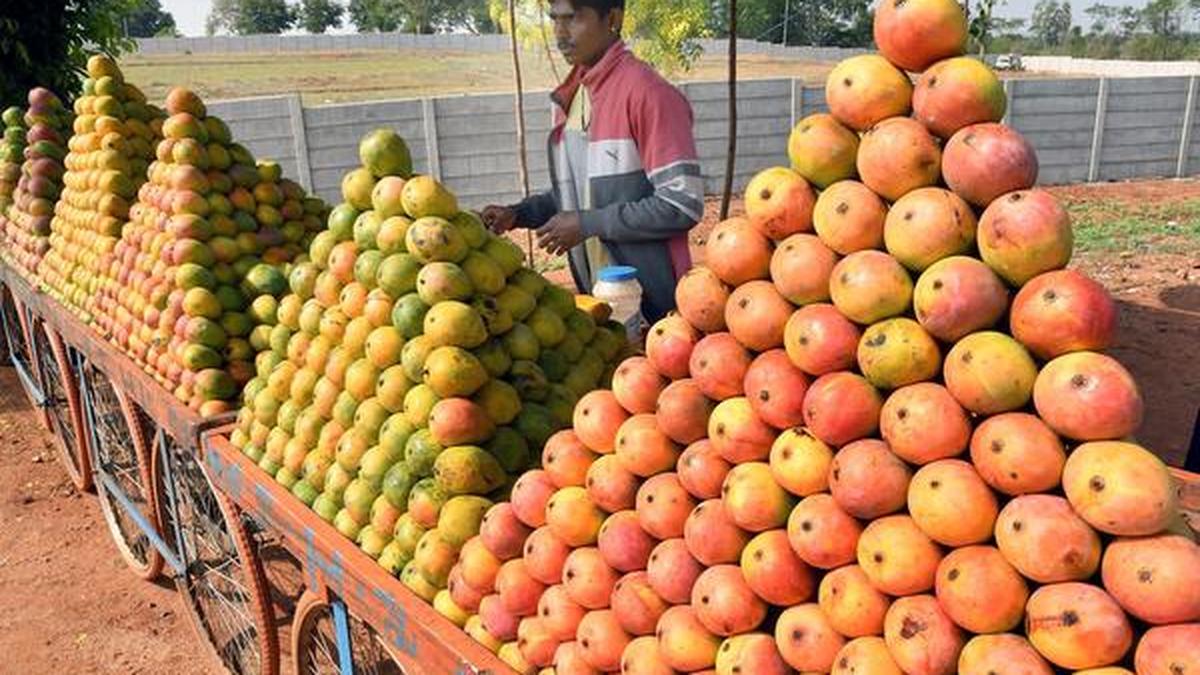 When a busy highway stretch turns into a ‘mango mandi’ The Hindu