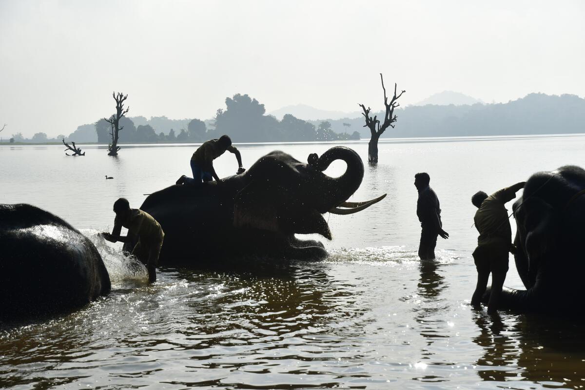 Video | Elephant spa in Karnataka