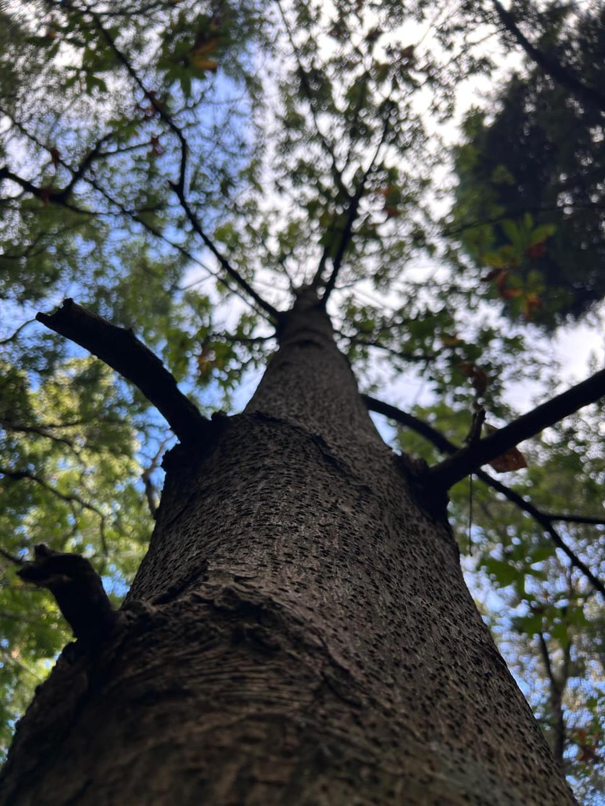The oak tree I embraced during the forest bathing experience The oak tree I embraced during the forest bathing experience