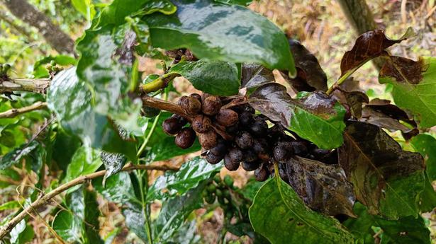 Heavy rains damage coffee crops, plantation infrastructure in Karnataka, growers incur 35% yield losses