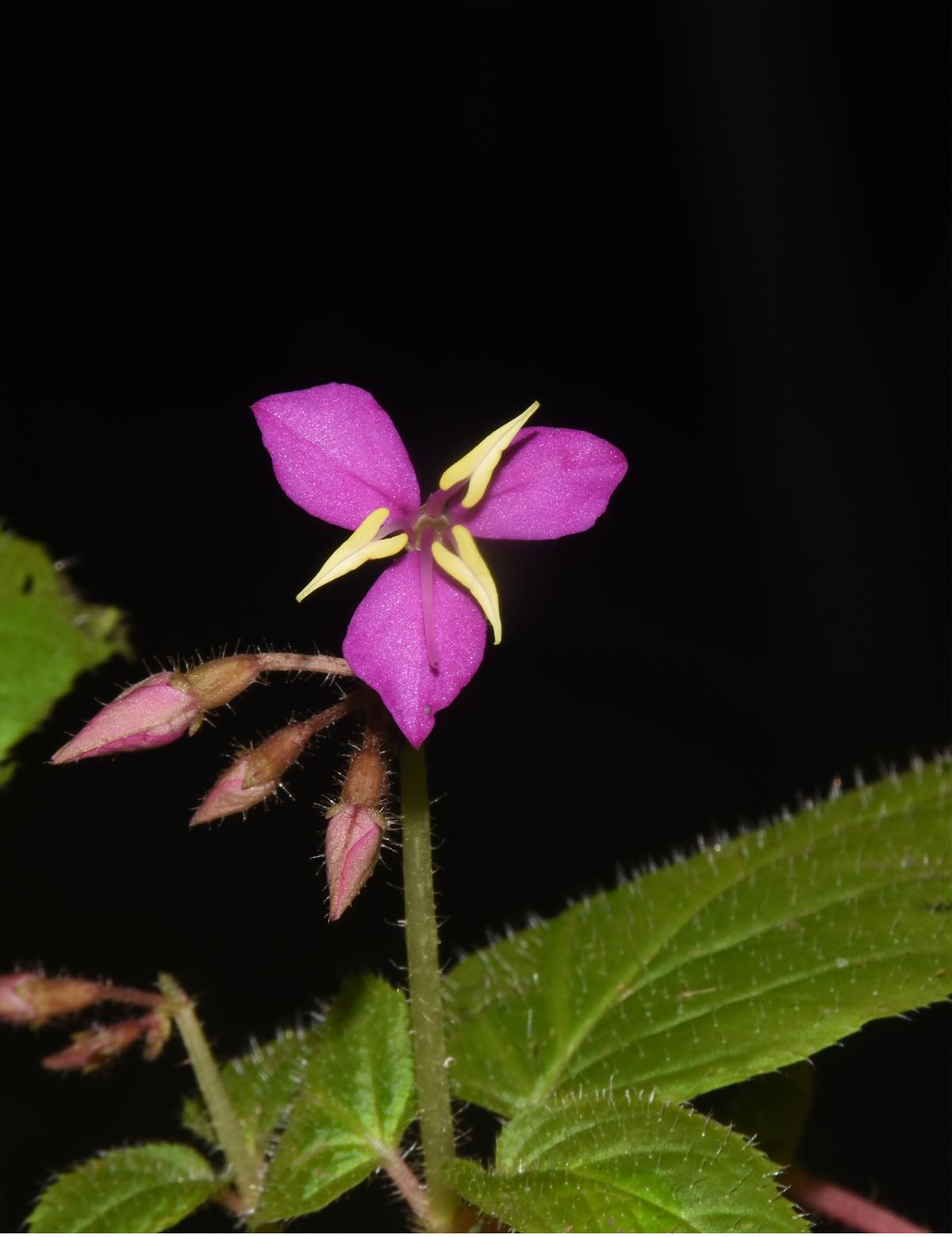 Sonerila konkanensis, druh nalezený poprvé v KavalDura v okrese Shivamogga v Karnatace.  Sonerila konkanensis, druh nalezený poprvé v KavalDura v okrese Shivamogga v Karnatace.