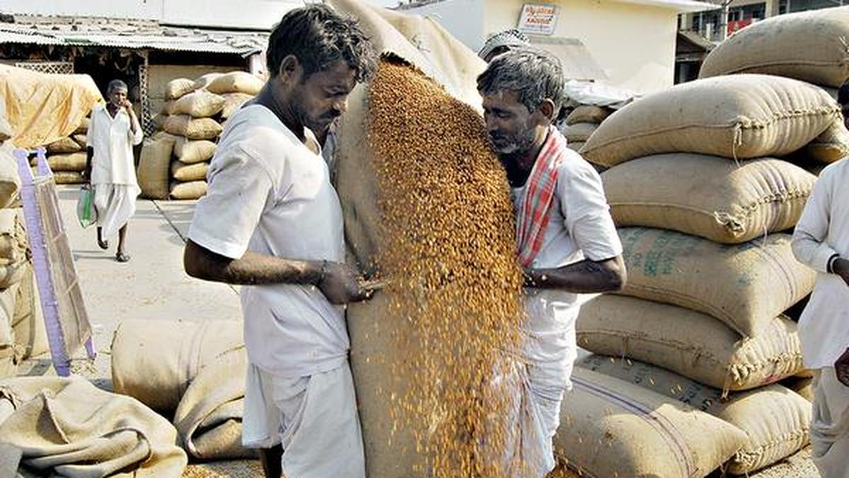 Gulbarga tur dal gets GI tag The Hindu