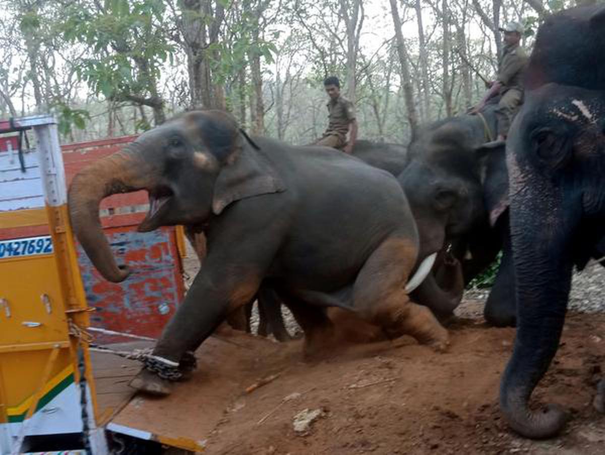 The elephant ambassadors of Karnataka - The Hindu