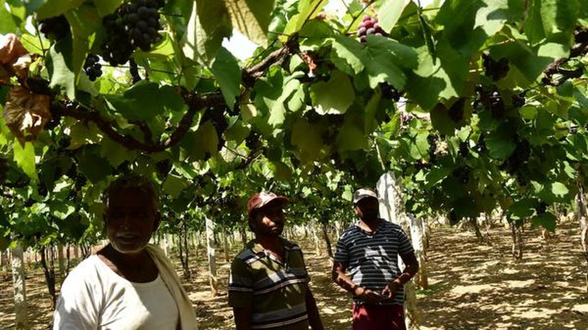 Bangalore Blue grapes turn sour for their growers in Karnataka The Hindu