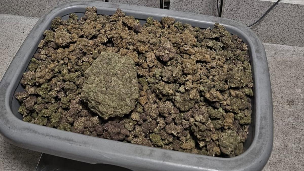 67 kg hydro ganja in 10 days: Bengaluru Customs nets massive drug hauls in airport interceptions