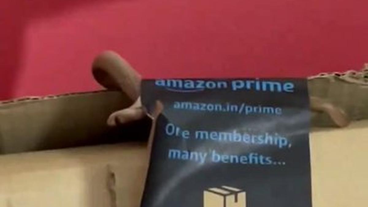 WATCH: Bengaluru techie couple shocked to find snake in Amazon package