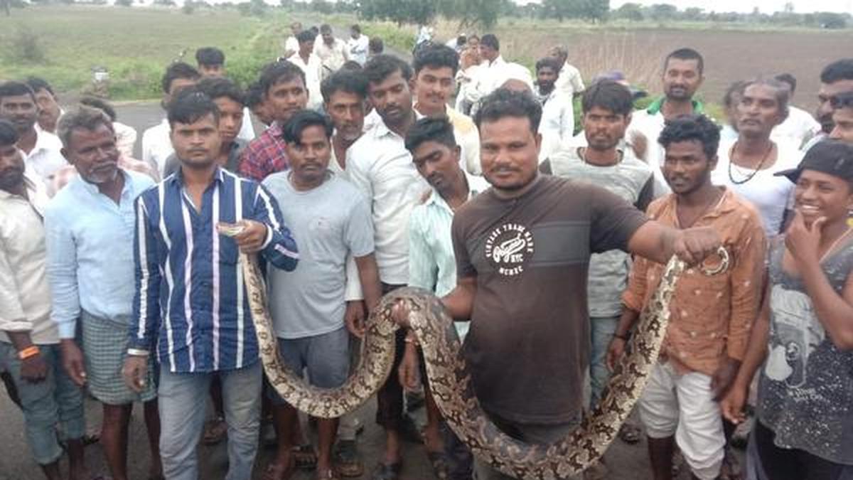 Rock python rescued - The Hindu