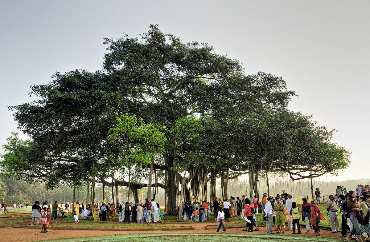 The Banyan tree. The physical centre of Auroville, next to the Matrimandir as captured by John Mandeen. The Banyan tree. The physical centre of Auroville, next to the Matrimandir as captured by John Mandeen.