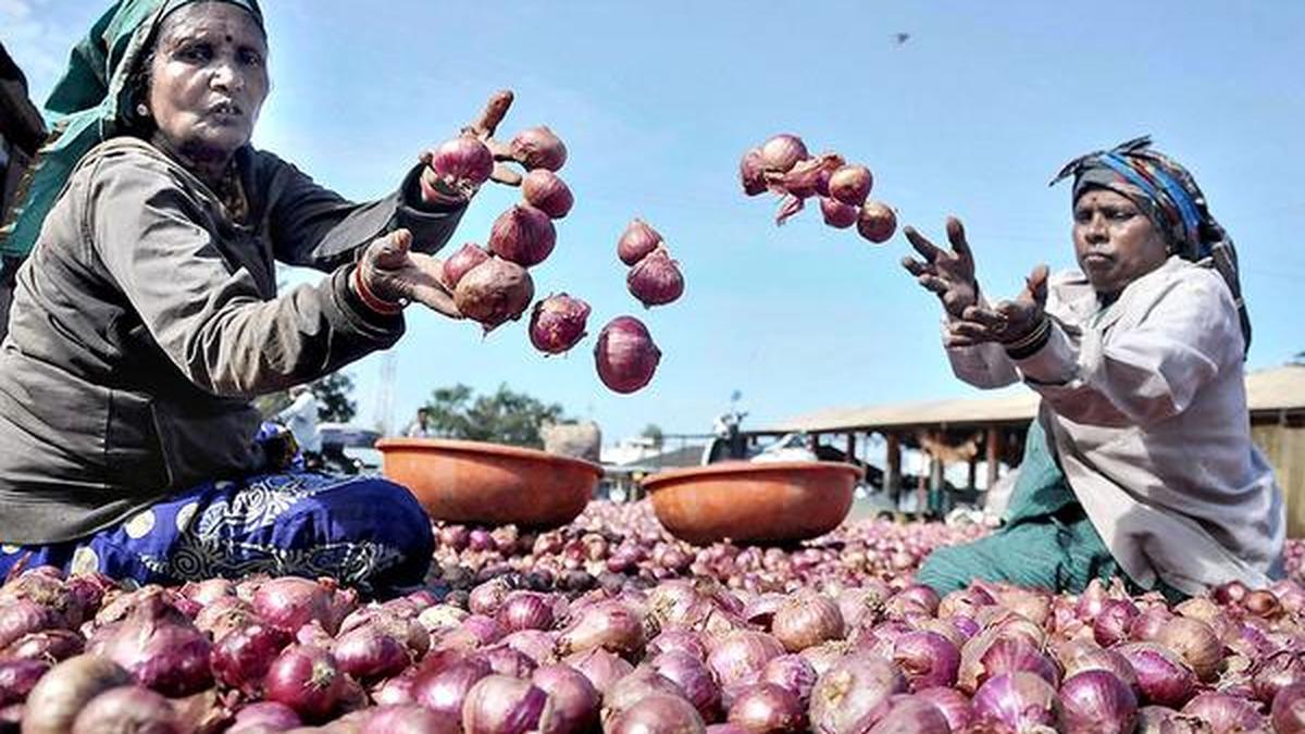 Prices crash as new onion stock enters market The Hindu