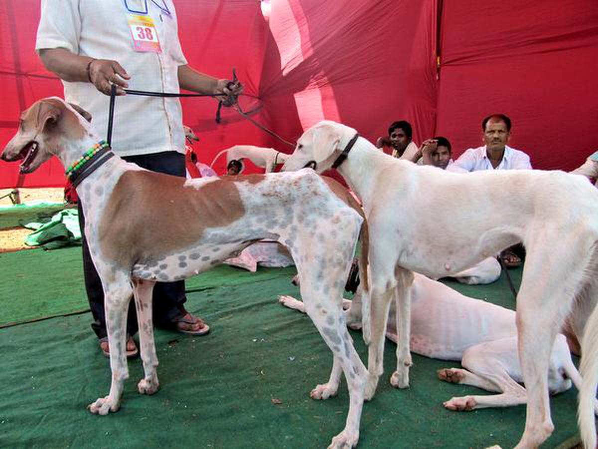 what is the breed of mudhol hound