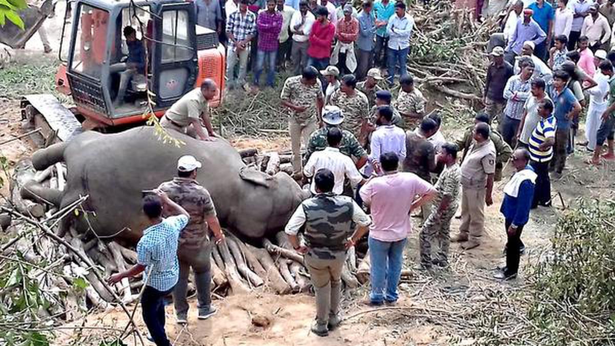 Elephant killed in train accident