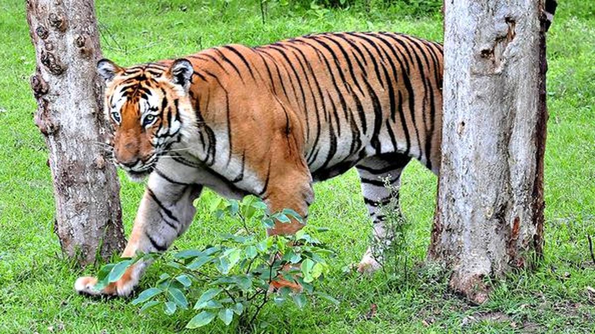 Experts call for augmenting buffer zones and corridors The Hindu