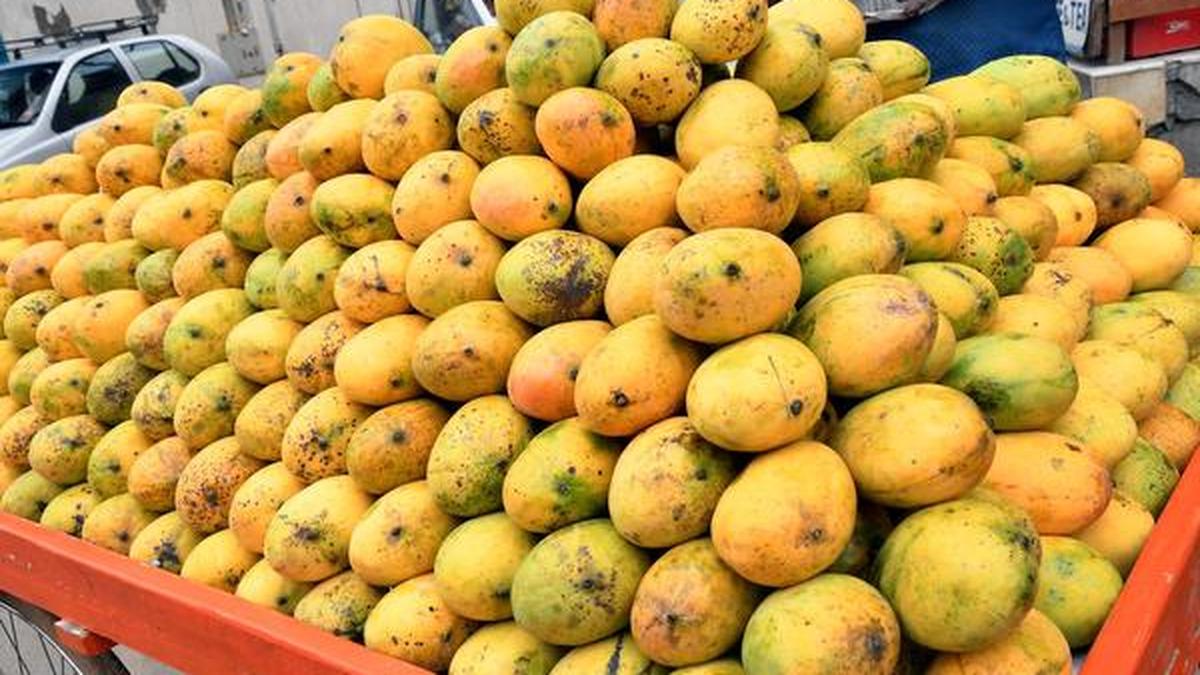 Mango Mela in Mysuru in June The Hindu