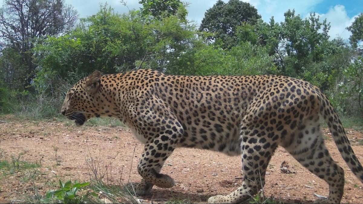 Bengaluru’s leopard count rises, beats Mumbai to become the ‘leopard capital’