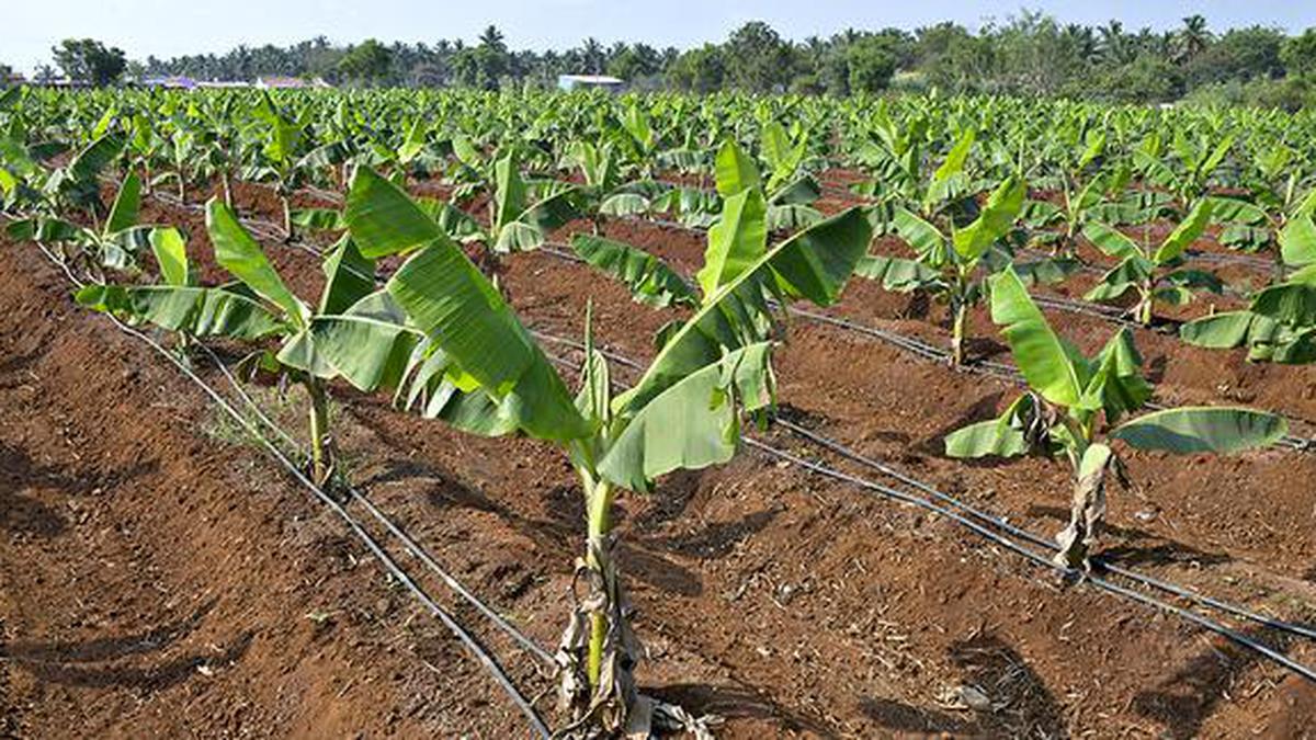 Govt. comes under attack for removal of drip irrigation subsidy