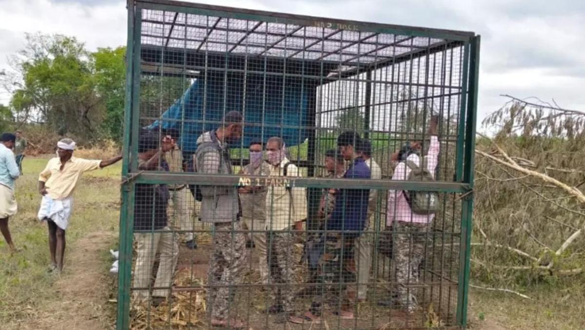 Irate Karnataka villagers lock up forest staff inside tiger trap cage in  Bandipur - The Hindu