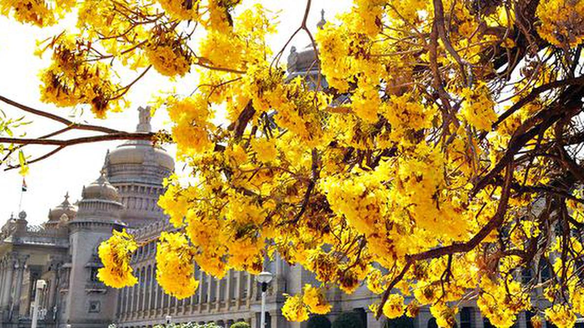 HC sets deadline of two weeks for starting city tree census