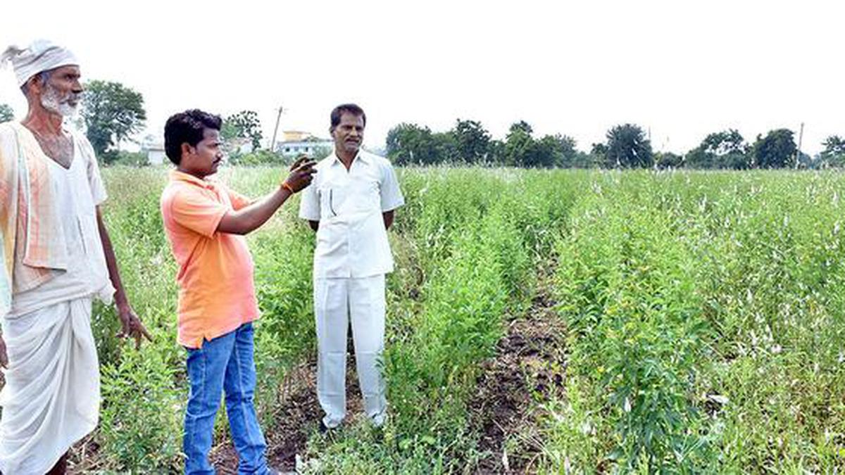 Youth earn while helping with ‘smart’ crop survey - The Hindu