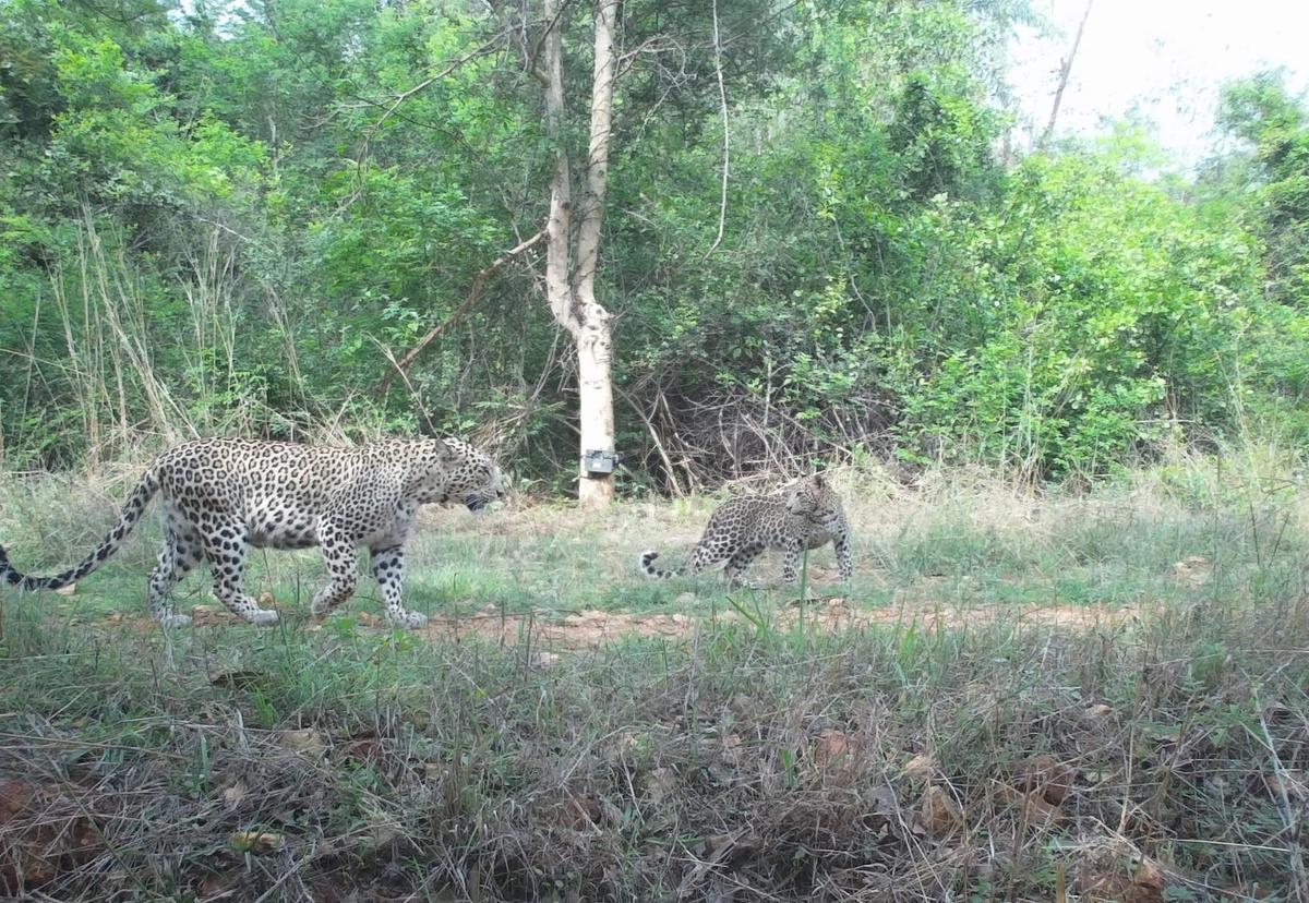 Leopard abundance inside Bannerghatta National Park (BNP) has climbed steadily — from 40 in 2019, 47 in 2020 to 54 in 2025. Leopard abundance inside Bannerghatta National Park (BNP) has climbed steadily — from 40 in 2019, 47 in 2020 to 54 in 2025.
