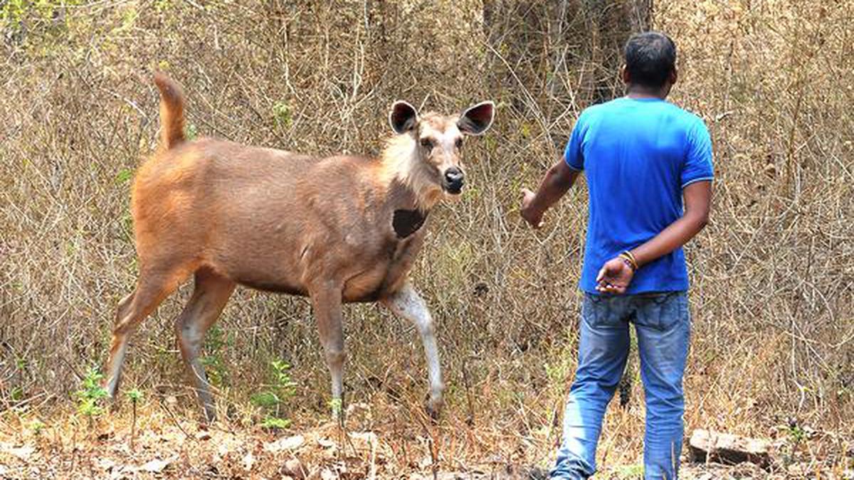 The menace of feeding wildlife continues in Bandipur