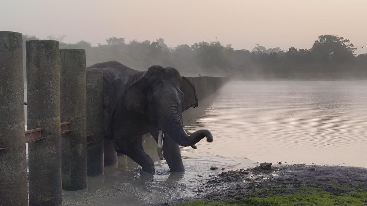 https://th-i.thgim.com/public/news/national/karnataka/r5o4p3/article69064054.ece/alternates/LANDSCAPE_1200/Elephant.jpg