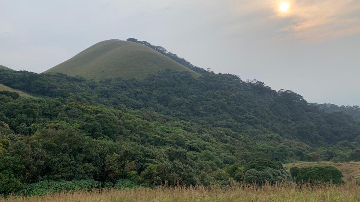 Shola forests in Sakleshpur, a biodiversity hotspot, face threat as Government departments bicker over its status