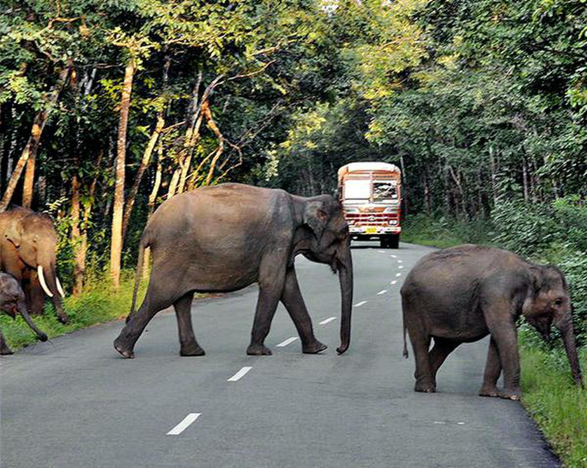 Индийский слон за работой. The problem of the animals natural Habitats Destruction. Habitat loss.
