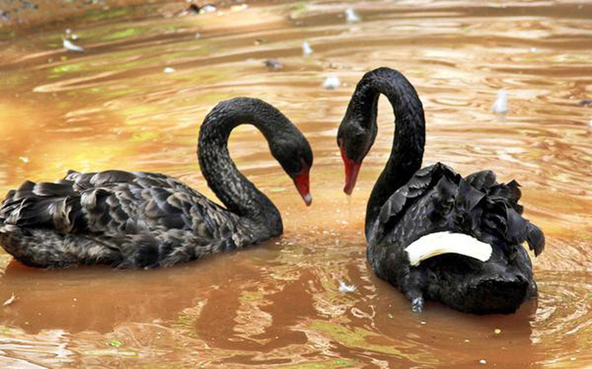 Black swans are the cynosure of all eyes at Tyavarekoppa Tiger and Lion Safari, near Shivamogga.