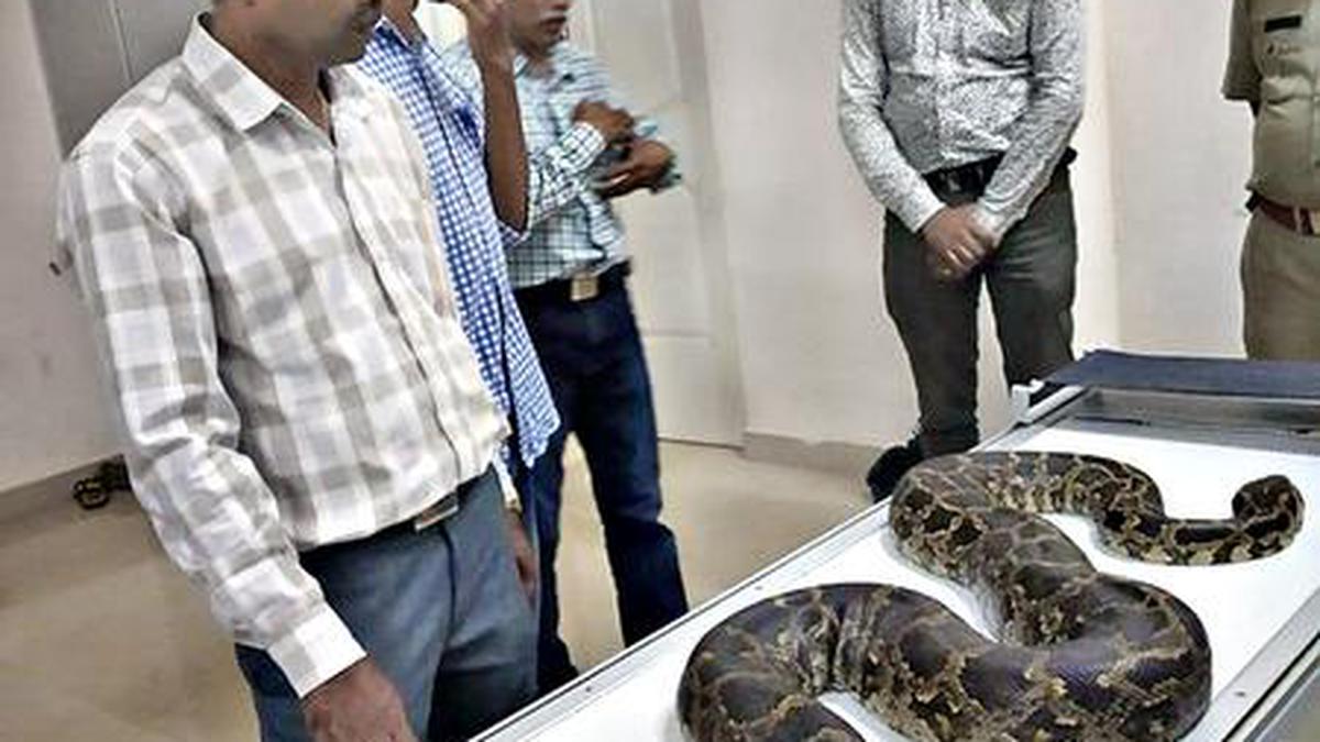 in-a-first-hassan-s-veterinary-college-surgeons-treat-python-the-hindu