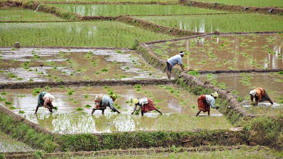 Virudhunagar Farmers Encouraged To Produce Certified Seeds For 