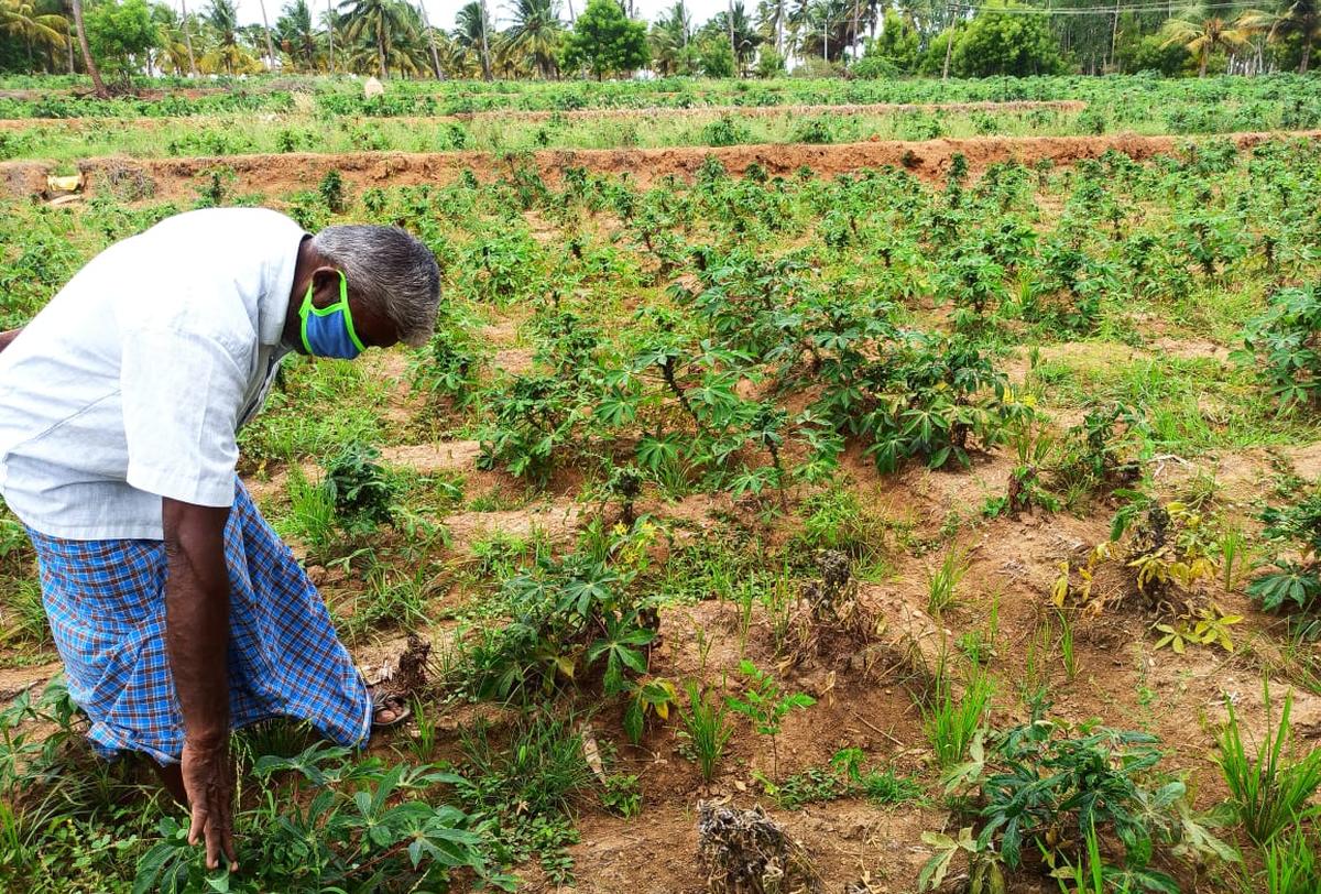 Manioka, lépe známá jako tapioka, se v Indii pěstuje na přibližně 1,73 lakh hektarech, přičemž Tamil Nadu a Kerala společně přispívají více než 90 % celkové produkce. Manioka, lépe známá jako tapioka, se v Indii pěstuje na přibližně 1,73 lakh hektarech, přičemž Tamil Nadu a Kerala společně přispívají více než 90 % celkové produkce.