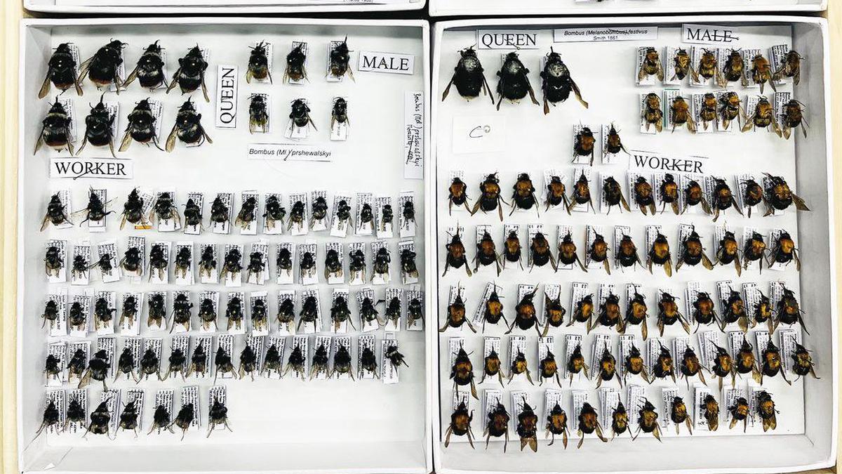 NCBS museum has put together a collection of bees from across India