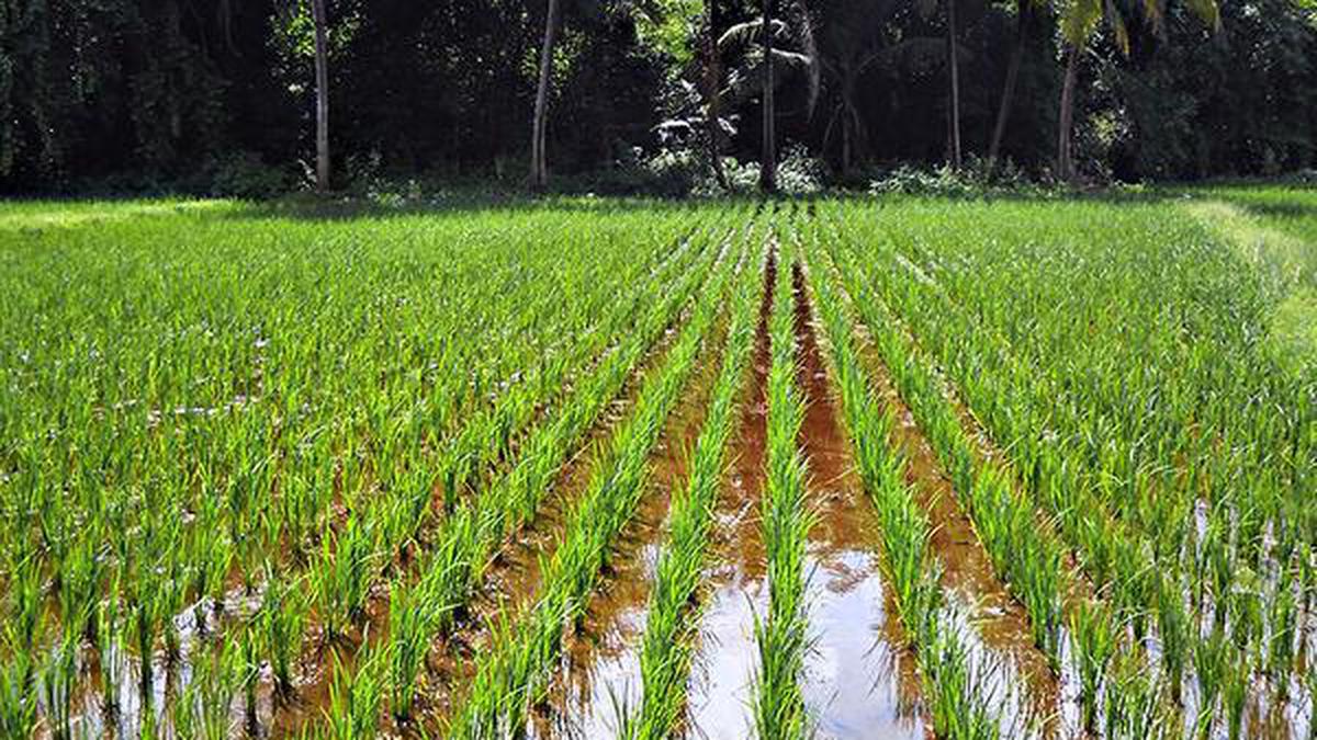 Paddy growers in Karnataka coastal belt suggested to cultivate Sahyadri Kempumukthi as a substitute to MO-4 variety