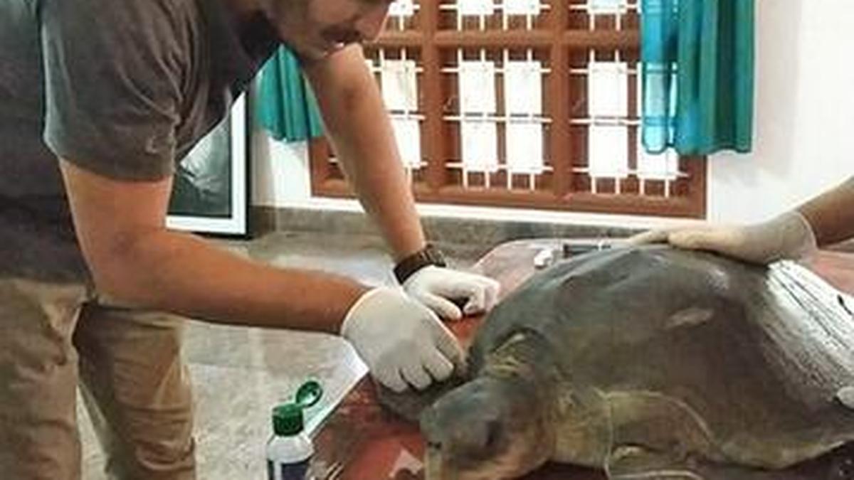 Injured sea turtles being treated by ReefWatch - The Hindu