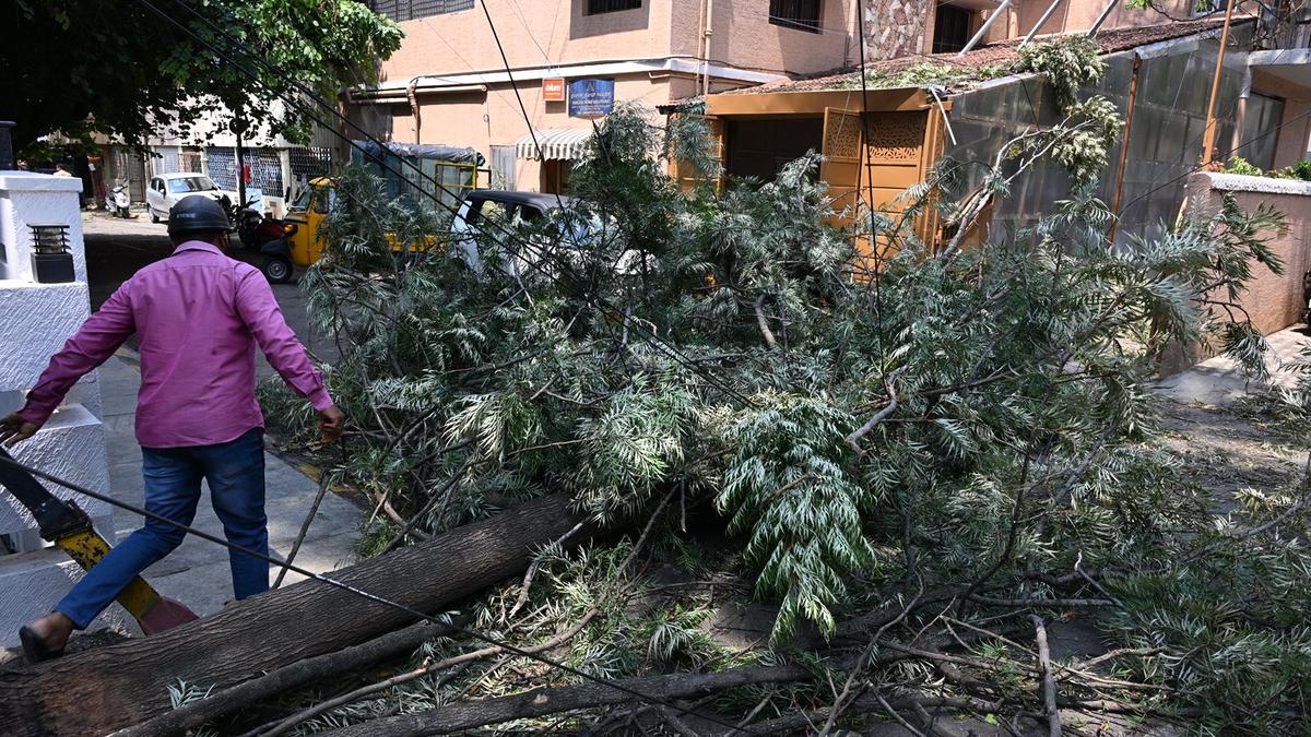 Rain havoc in Bengaluru: 226 trees uprooted, dozens of branches pending clearance