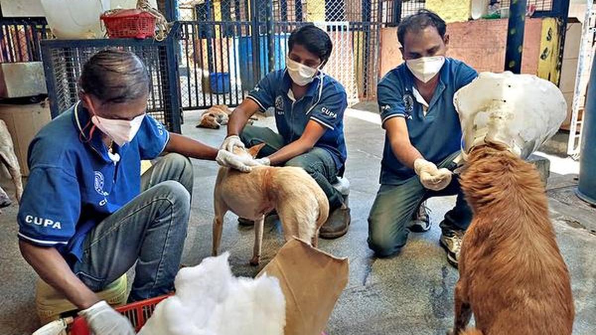 Veterinarians continue to render their service The Hindu